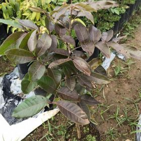 bibit kelengkeng merah ruby longan bibit klengkeng merah Tebingtinggi