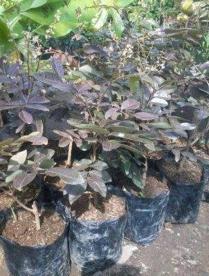 Bibit Kelengkeng Merah Tanaman Pohon Buah Mereh Lengkeng Majalengka