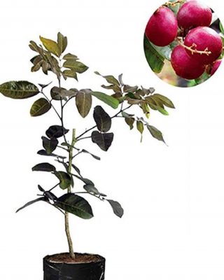 Bibit Kelengkeng Merah Tanaman Red Ruby Longan Unggul Bombana