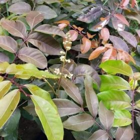 Bibit Kelengkeng Merah Unggul BerbungaBerbuah Lebat Rembang