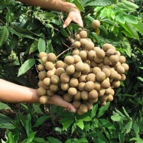 bibit kelengkeng new kristal stek atau okulasi cepat berbuah Banten