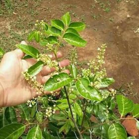 Bibit Kelengkeng New Kristal Tanaman Buah Pohon Bagus Laris Murah Langkat