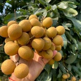 bibit kelengkeng new kristal unggul Tebingtinggi