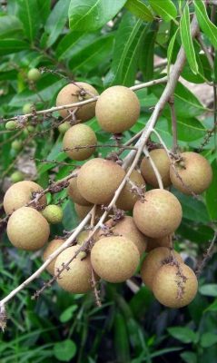 bibit kelengkeng pingpong genjah dan murah hasil okulasi kualitas unggul Aceh