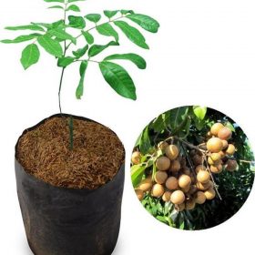 bibit kelengkeng pingpong klengkeng ping pong lengkeng ping pong Samarinda