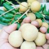 bibit kelengkeng pingpong super Sumatra Utara