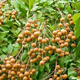 bibit kelengkeng puangray okulasi Banjarmasin