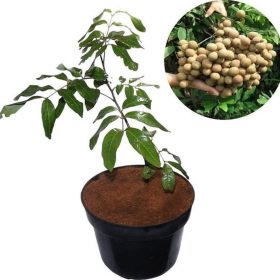 bibit kelengkeng puangray thailand Sorong