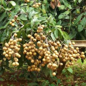 bibit kelengkeng puangray thailand Tomohon