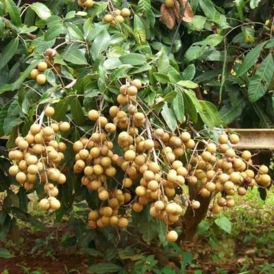 bibit kelengkeng puangray thailand Tomohon