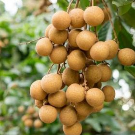 bibit klengkeng itoh Sumatra Selatan