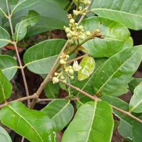 bibit klengkeng matalada mudah berbuah Lubuklinggau