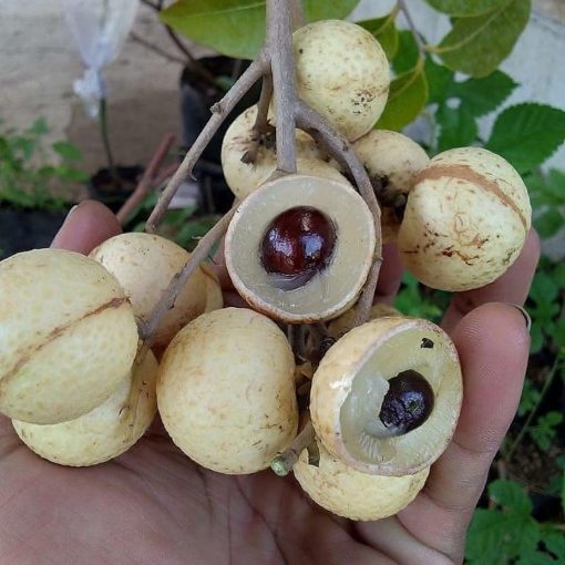 bibit klengkeng matalada okulasi cepat berbuah biji sangat kecil Jawa Tengah