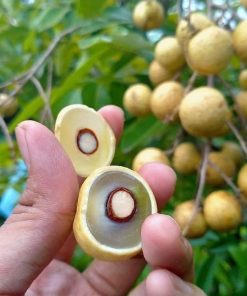 bibit klengkeng matalada okulasi cepat berbuah biji sangat kecil Sumatra Barat