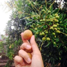 bibit klengkeng pingpong Palu