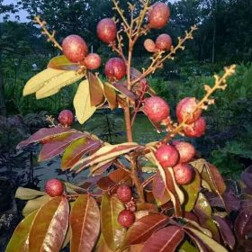 bibit lengkeng merah pohon kelengkeng merah benih kelengkeng merah benih pohon bibit tanaman buahan Nusa Tenggara Timur