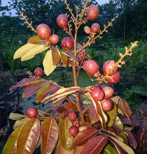 bibit lengkeng merah pohon kelengkeng merah benih kelengkeng merah benih pohon bibit tanaman buahan Pagaralam