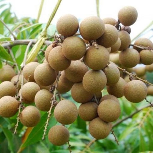 bibit lengkeng pingpong bibit tanaman buah unggul murah bergaransi Lampung