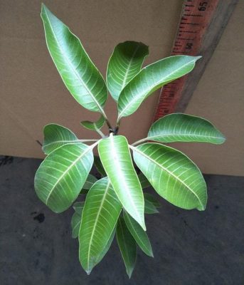 bibit mangga alpukat hasil stek okulasi cepat berbuah Pariaman