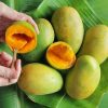 bibit mangga alpukat paling laris terjual Padang