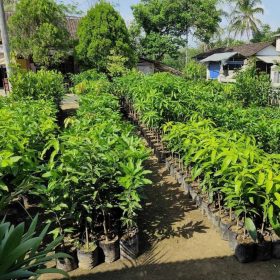 bibit mangga alpukat super Jawa Barat