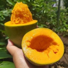 bibit mangga alpukat super manis bisatambulapot Jawa Barat