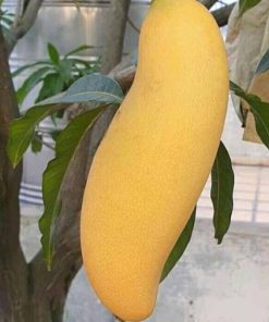 bibit mangga banana Tidore Kepulauan