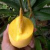 bibit mangga chokanan jumbo