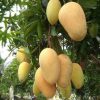 bibit mangga chokanan thailand Lampung