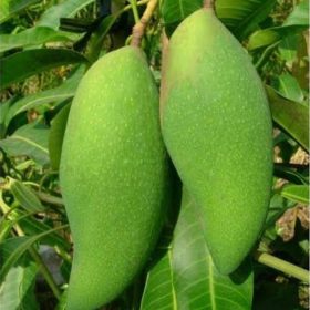 bibit mangga falan Padangpanjang