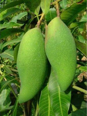 bibit mangga falan Padangpanjang