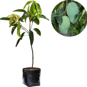 bibit mangga gadung terlaris Probolinggo