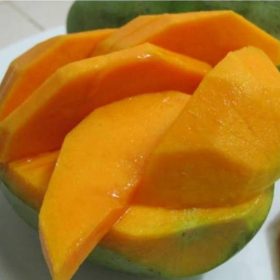 bibit mangga gadung unggul Sumatra Utara