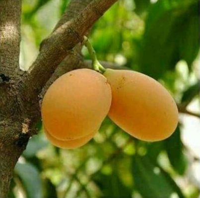 bibit mangga gandaria Sumatra Selatan