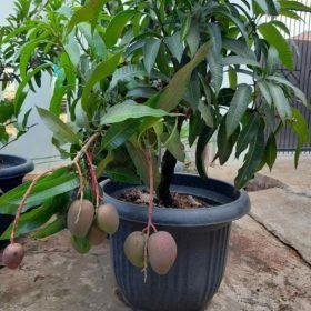 bibit mangga garifta merah Sibolga