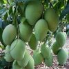 bibit mangga harum manis 70 cm Gorontalo