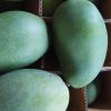 bibit mangga harum manis mangga arum manis Tarakan