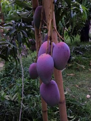 Bibit Mangga Irwin Australia Cocok Untuk Tabulampot Promo Belitung Timur