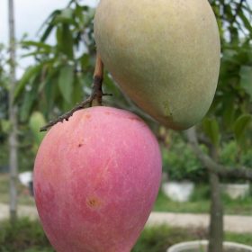 bibit mangga irwin bibit tanaman buah unggul murah bergaransi Kediri
