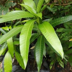 Bibit Mangga Irwin Merah Manis Segar Original Dari Indukan Sendiri Yg Sudah Sering Berbuah Sumba Tengah