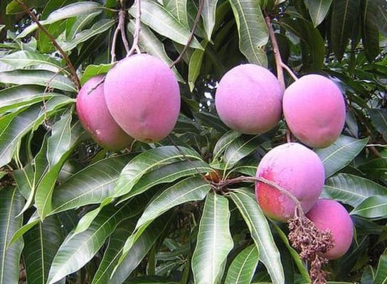 Bibit Mangga Irwin Ogan Ilir