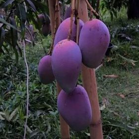 Bibit Mangga Irwin Semua Serba Baru Tanaman Buah Erwin Ungu Pematangsiantar