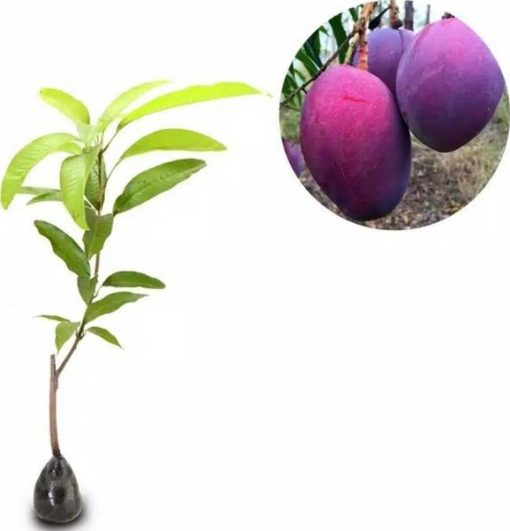 bibit mangga irwin ungu okulasi Jawa Timur