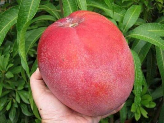 bibit mangga ji zhi super import Bima