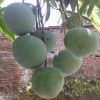bibit mangga kelapa hasil stek okulasi cepat berbuah Sulawesi Utara