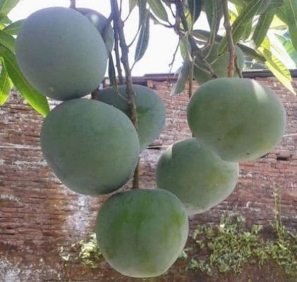 bibit mangga kelapa hasil stek okulasi cepat berbuah Sumatra Utara