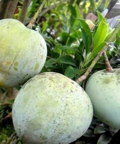 bibit mangga kelapa okulasi super manis beli 3 bonus 1bibit Aceh