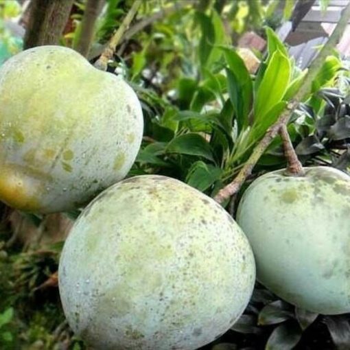 bibit mangga kelapa okulasi super manis Sulawesi Utara