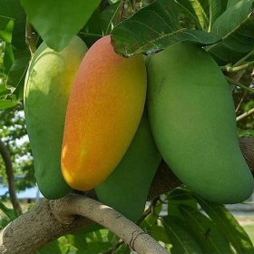 bibit mangga kiojay super Bontang