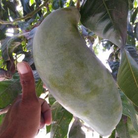 Bibit Mangga Mahatir Batang Besar Berau